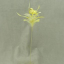 3" BIRD W/FEATHERS & PIC YELLOW 16" O.A.L.