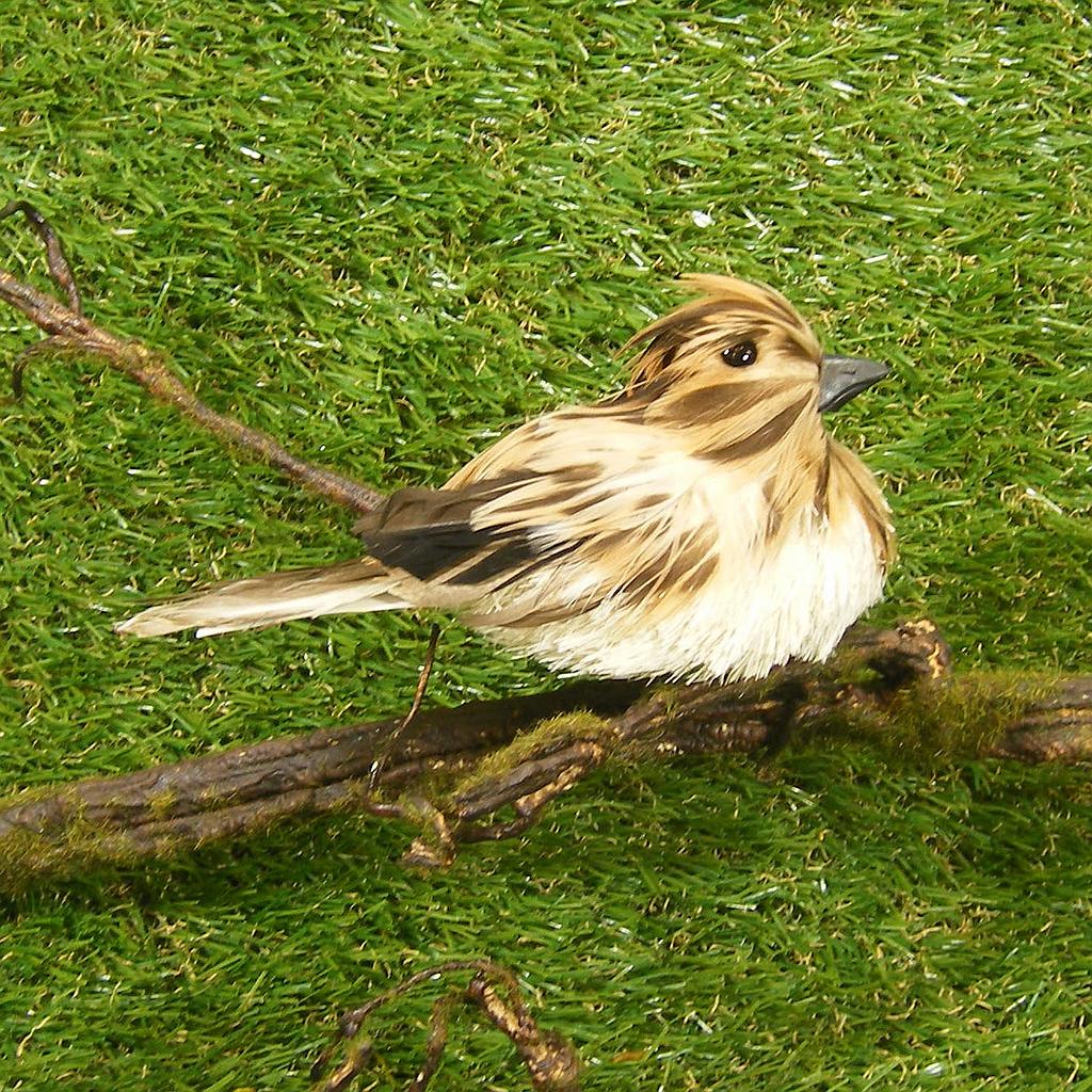 [SJ4137] 6" BIRD NATURAL FEATHER