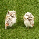 OWL 5&quot; PAIR (2 OWLS/BAG) BROWN
