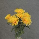 19" MUM SPIDER BUSH X12 YELLOW