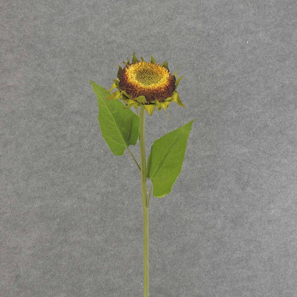 [SEF6035] 28" SUNFLOWER STEM (NO PETALS)