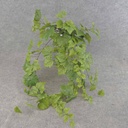 GRAPE IVY HANGER 39" 159 LVS  GREEN