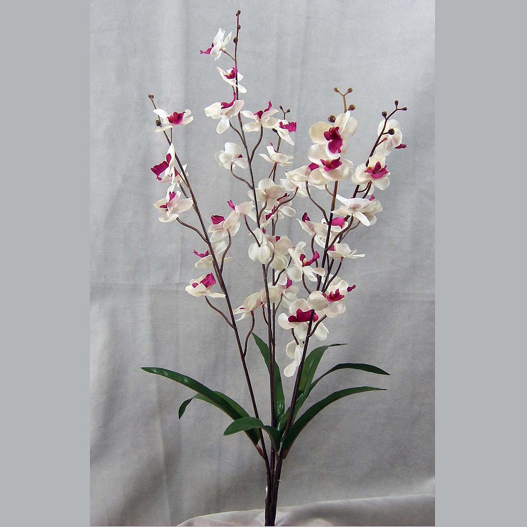 27" PHALAENOPSIS BUSH X5 MINI CREAM/PURPLE