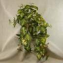 33" FOLIAGE SYGONIUM HANGING BUSH W/155 LVS
