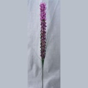 LIATRUS SPRAY 26.25"  PURPLE