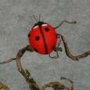 2.5" LADYBUG RED ON CLIP(4/BAG)
