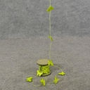 BUTTERFLY 1.15" 24/GARLAND 8'  GREEN