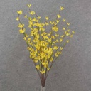 30" FORSYTHIA BUSH X10 YELLOW