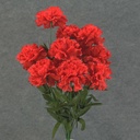 20" CARNATION BUSH X 14    RED