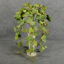 GRAPE LEAF FROSTED HANGING BUSH W/138 LVS