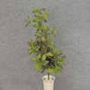 25" FOLIAGE HANGING BUSH X7