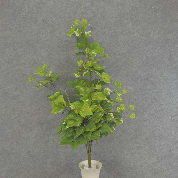 IVY HANGING BUSH 3' X8 155/LVS
