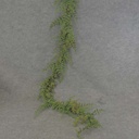 6' GARLAND FERN w/BERRIES