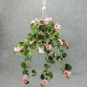 GERANIUM HANGING BASKET PINK