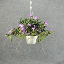 PETUNIA VINE HANGING BASKET LAVENDER