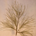 30" PINE/BERRY SPRAY LONG NEEDLE PLAT/GREEN