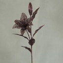 30" TIGER LILY STEM GLITTER BROWN