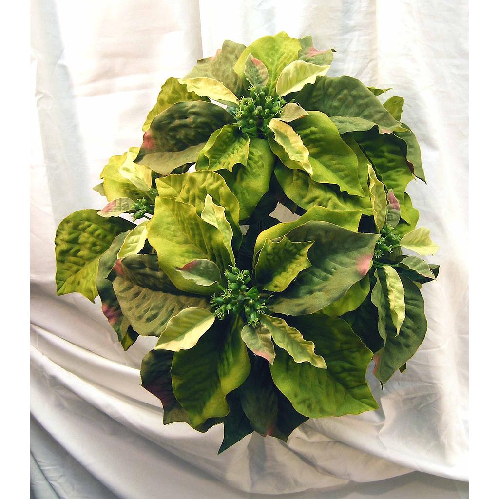 POINSETTIA GIANT MP X5 SAGE