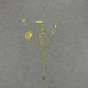 30" GLITTER LOTUS POD SPRAY X7  GREEN