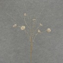 30" GLITTER LOTUS POD SPRAY X7  PLATINUM
