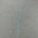50" GLITTER TWIG SPRAY  BLUE