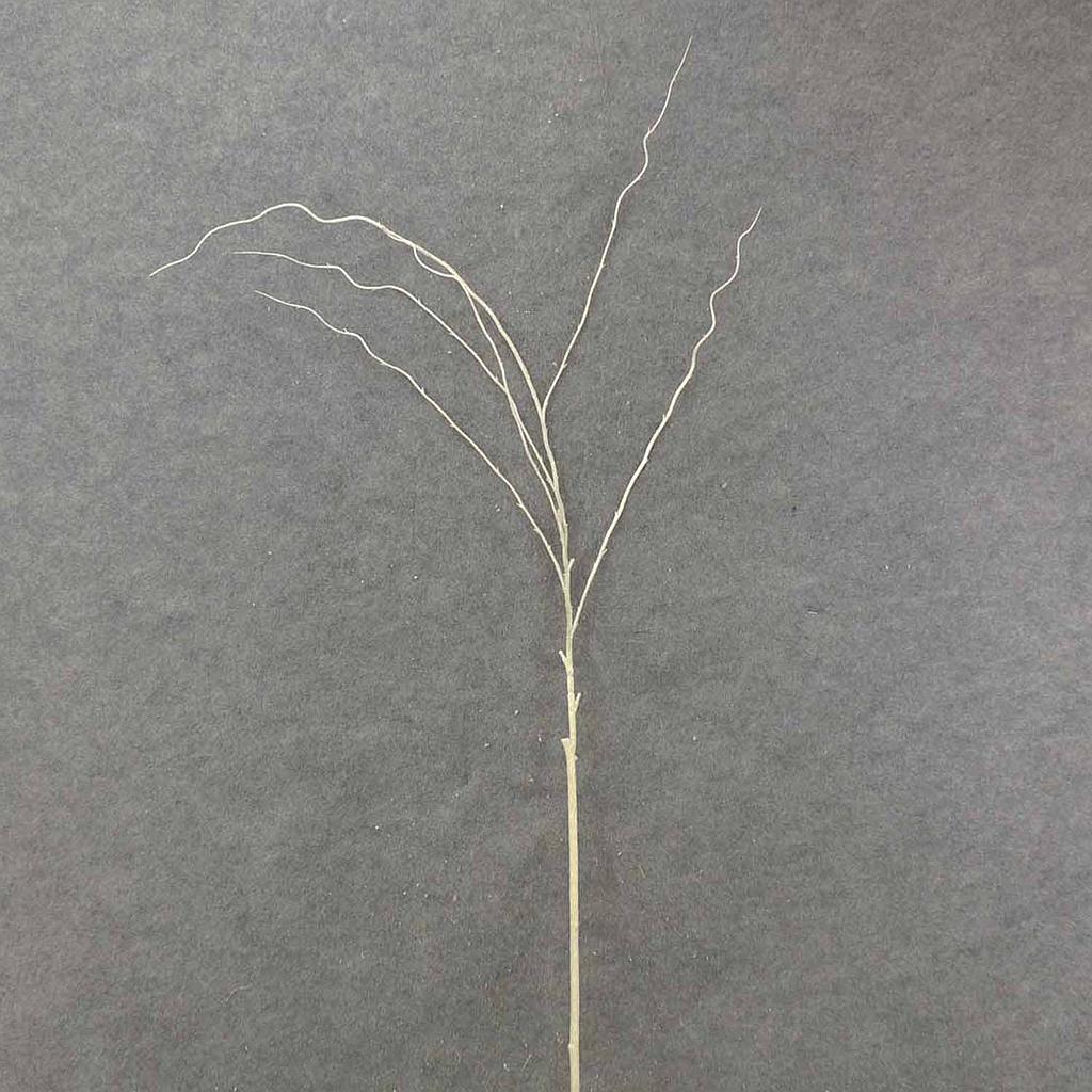 50" GLITTER TWIG SPRAY  WHITE