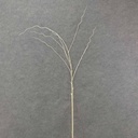 50" GLITTER TWIG SPRAY  WHITE