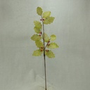 29" HOLLY LEAF BURLAP SPRAY