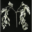 HOLLY WEEPING SPRAY 40" FROSTED