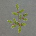 30" HOLLY LEAVES SPRAY BRIGHT GREEN