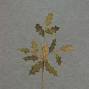 30" HOLLY LEAVES SPRAY GREEN