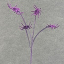 20" SPIDER SPRAY PURPLE