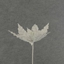 12" POINSETTIA PICK 10" dia BLM WHITE