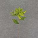 POINSETTIA PICK 24" VELV/GLIT  LIGHT GREEN