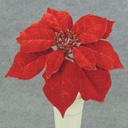 8" POINSETTIA PICK 10" Dia RED VELVET