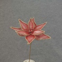 19" POINSETTIA SPRAY 10" Dia RED/BURLAP