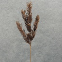 29" PINE FOAM SPRAY W/CONES DARK BROWN