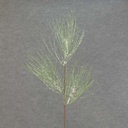 PINE SPRAY W/ SNOW X3 28" LONG NEEDLE