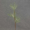 19" PINE SNOWY SPRAY X3 SHORT NEEDLES
