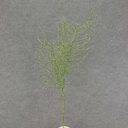 32" PINE SPRAY X2 W/GLITTER