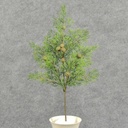 17.5" PINE SPRAY 17 W/SM. CONES
