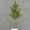 PINE SPRAY 20"