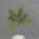 PINE PICK MIX 12"