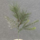 12" MIXED PINE PICK W/ SILVER GLITTER