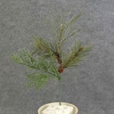 12" PINE PICK MIX W/SILVER GLITTER