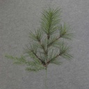 18" MIXED PINE SPRAY