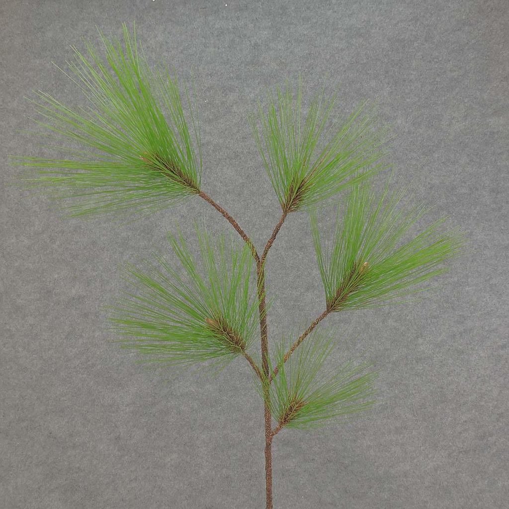 [XB5066] 30" PINE SPRAY LONG NEEDLE