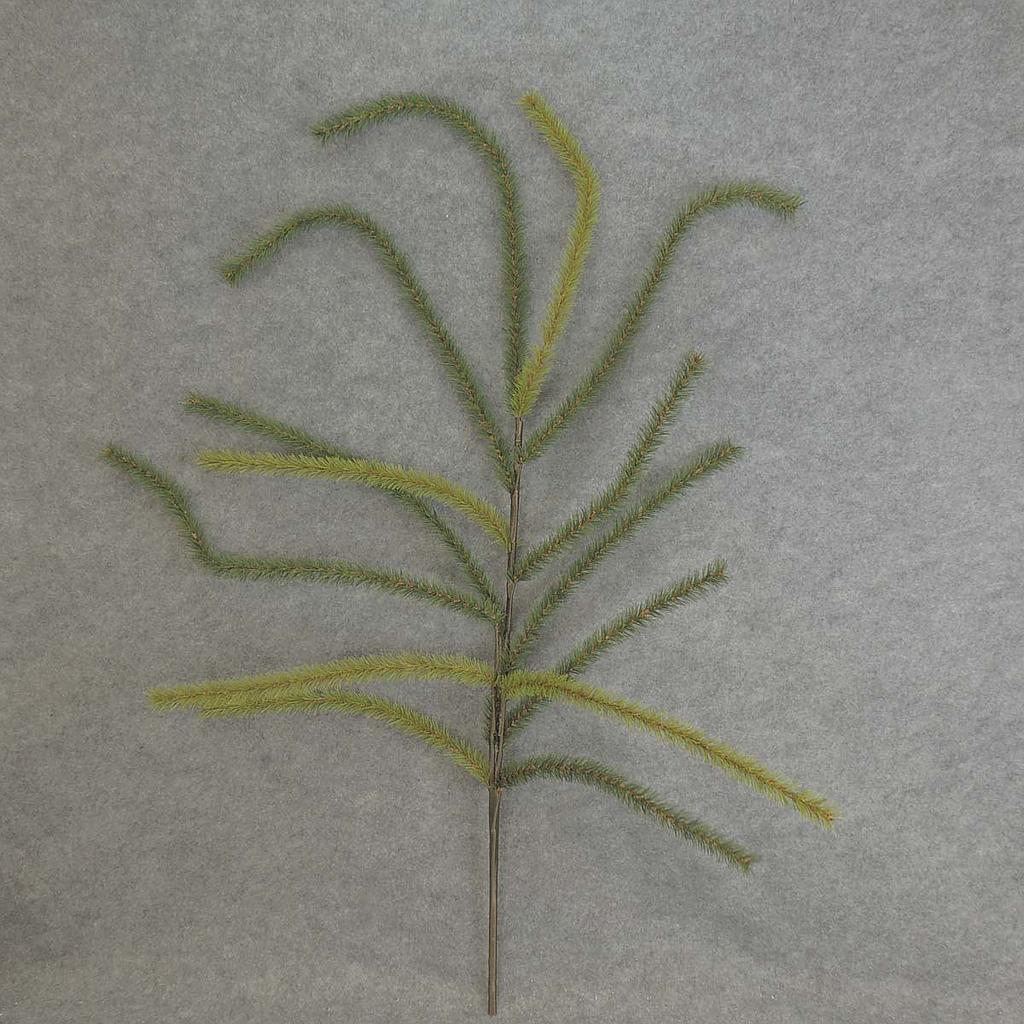 [XB5193] 45" PINE BRANCH