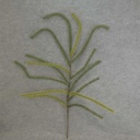 PINE BRANCH 45"