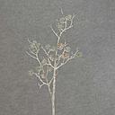 [XB5223] 26" BRANCH WHITE W/PINE & CONES